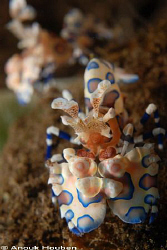 Harlequin shrimp, Hymenocera elegans. Picture taken on th... by Anouk Houben 